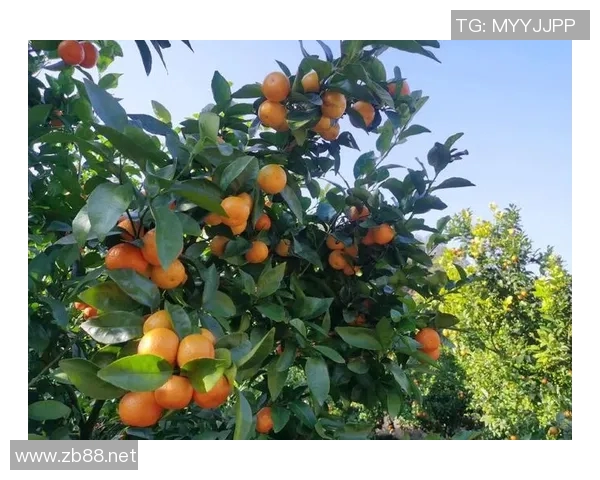 秋意渐浓,走进果园采摘季节,品味大自然的甜美馈赠与丰收喜悦